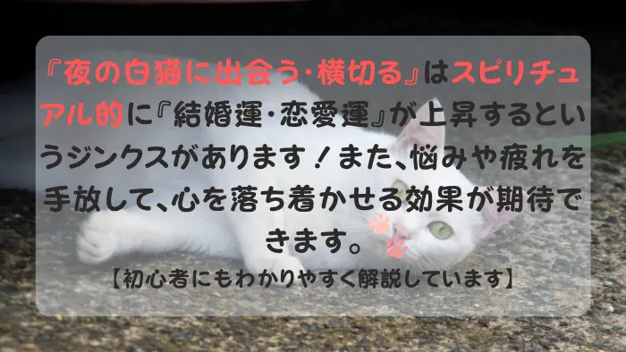 白猫 スピリチュアル 夜