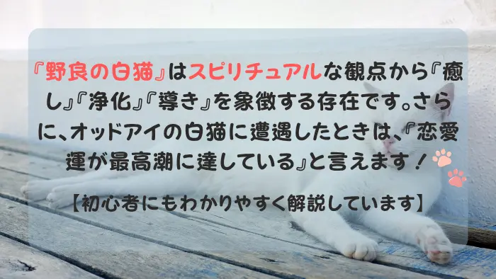 白猫 野良 スピリチュアル