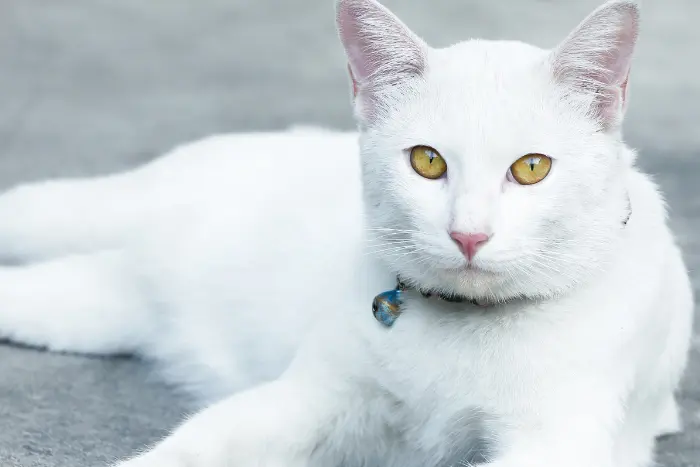 白猫 スピリチュアル 朝 良い意味