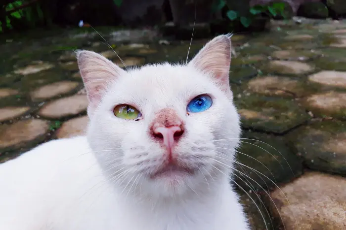 白猫 スピリチュアル 朝 オッドアイ