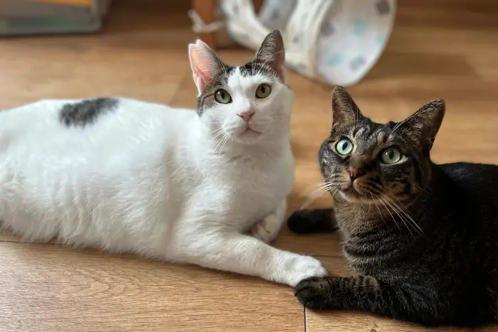 白猫以外 2匹 スピリチュアル