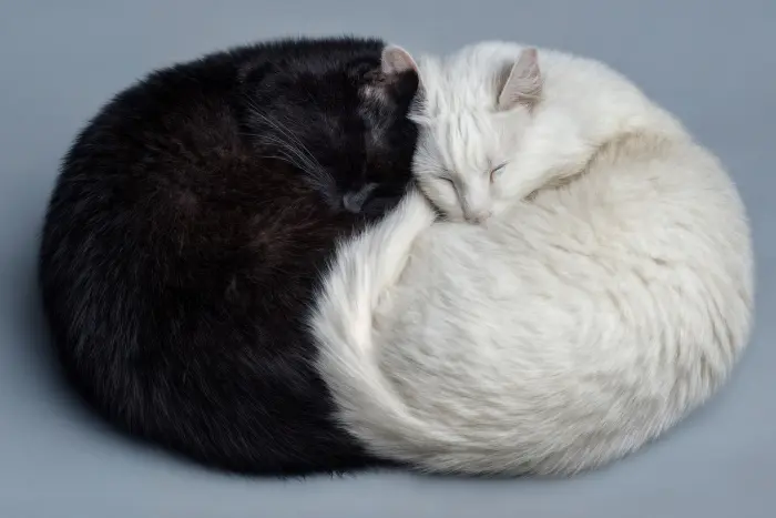 黒猫と白猫 スピリチュアル 良い意味