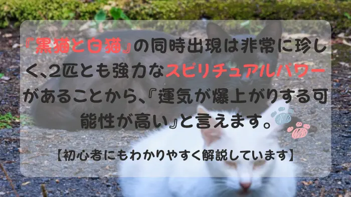 黒猫と白猫 スピリチュアル