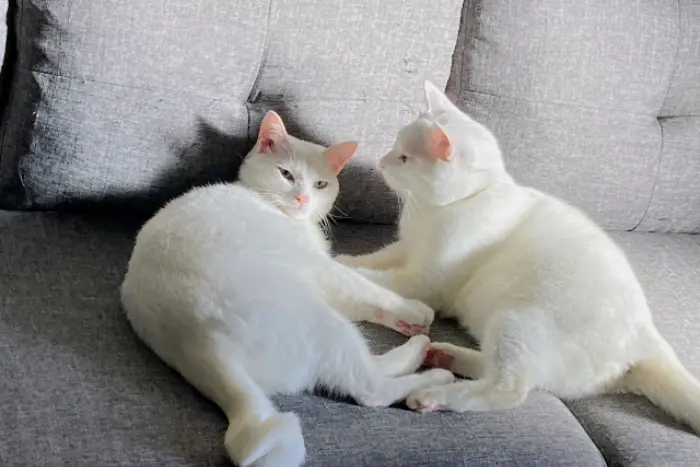白猫 2匹 スピリチュアル 良い意味