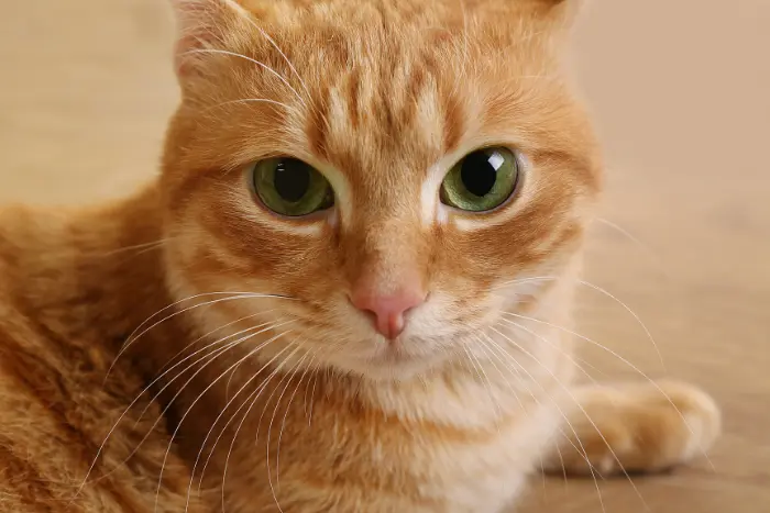 茶トラ猫が宿すスピリチュアルメッセージ3選