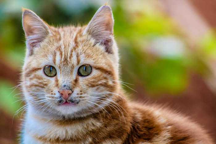 茶トラ猫からスピリチュアルメッセージを受け取る心構え3選