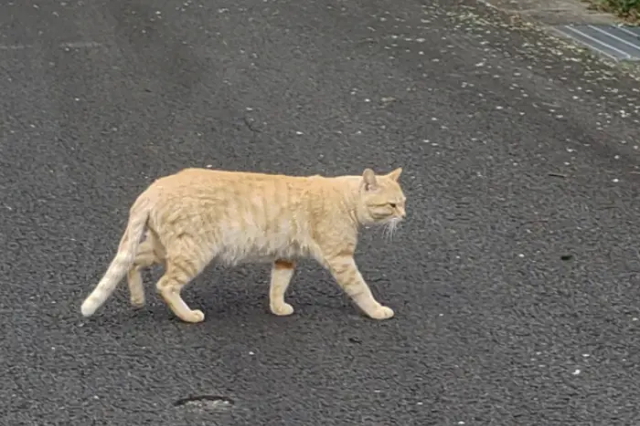 茶トラ猫 横切る スピリチュアル 良い意味