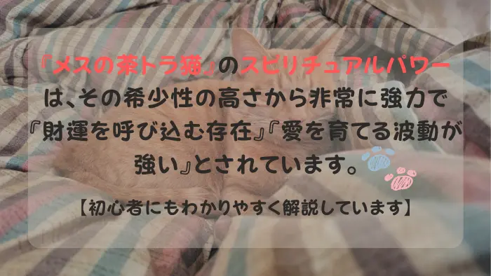 茶トラ猫 メス スピリチュアル