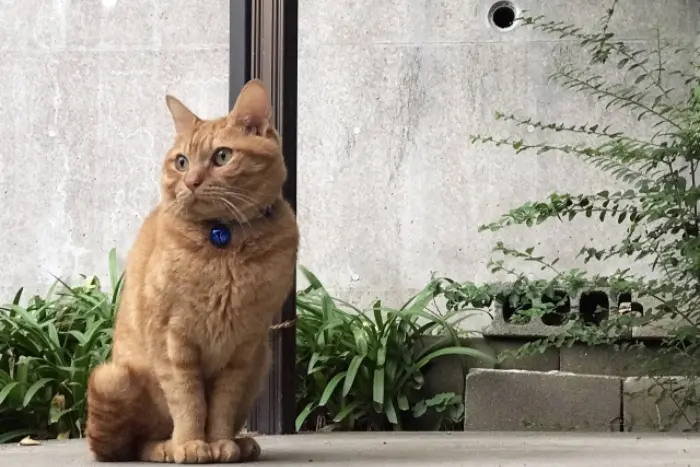 茶トラ猫 スピリチュアル 恋愛 良い意味