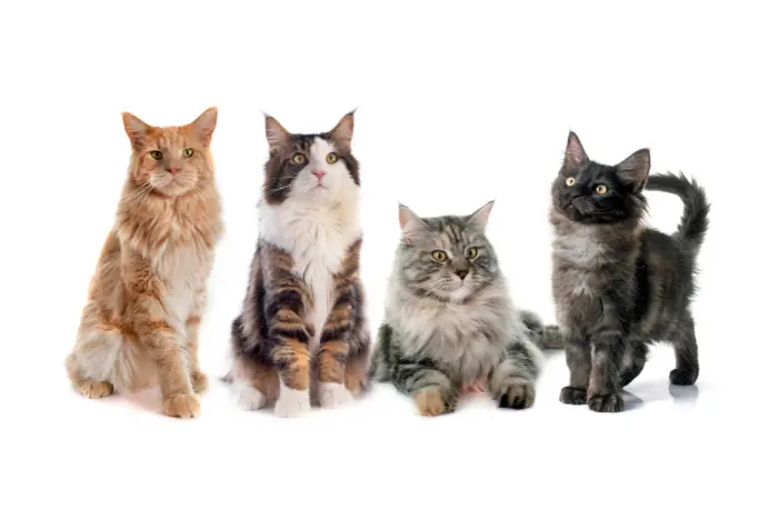 【猫種別】『恋愛中に猫と出会う』のスピリチュアルな意味8選