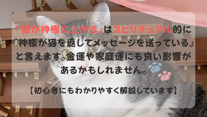 猫 神棚に上がる スピリチュアル