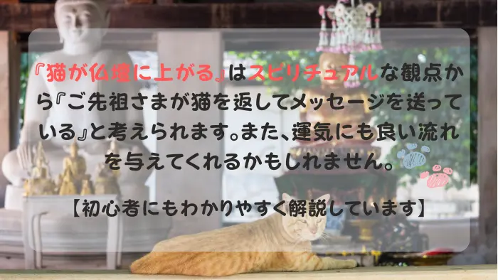 猫 仏壇に上がる スピリチュアル
