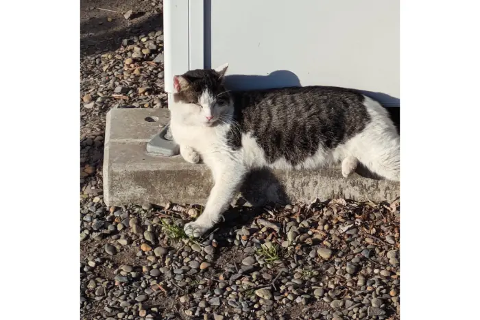 ブログ筆者が実際に行った東国三社巡り 息栖神社 猫さん