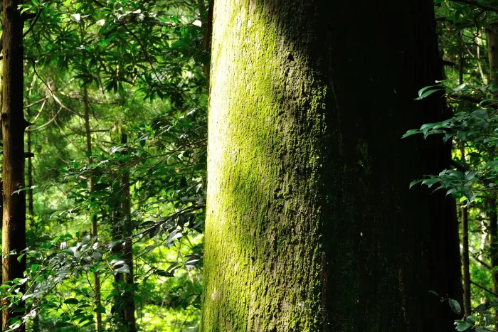 東国三社巡りとは?初心者にもわかる基礎知識