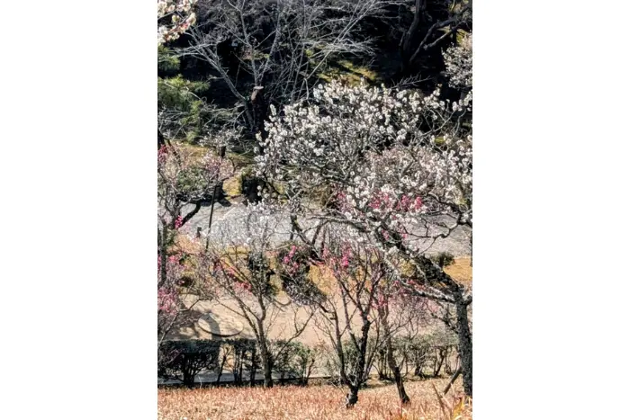 私が実際に成田山 御朱印巡りに行って撮影した「梅の花」