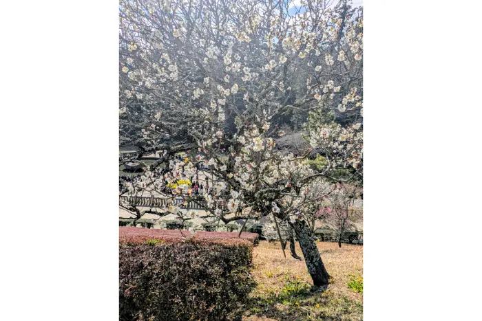 私が実際に成田山 御朱印巡りに行って撮影した「梅の花」