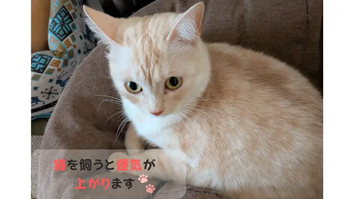 私が愛猫の「そら」を飼って、運気が上がった実体験