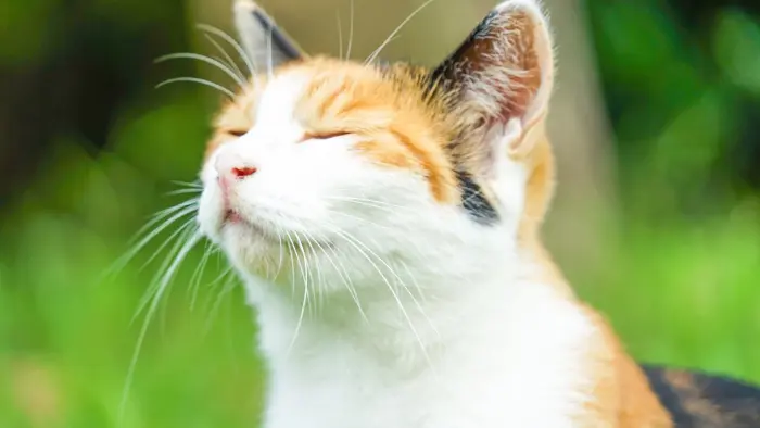 猫 縁起が良い 理由